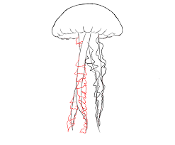 We did not find results for: How To Draw A Jelly Fish Draw Central
