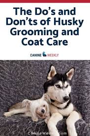 Maybe you would like to learn more about one of these? Husky Grooming Guide Everything You Need 9 Husky Shedding Tips Husky Grooming Husky Shedding Dog Care Tips