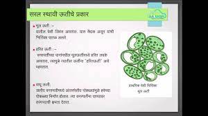 Check spelling or type a new query. Plant Tissue Marathi Youtube