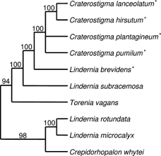 Image result for Crepidorhopalon whytei