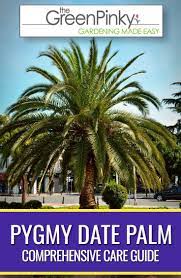 Pygmy Date Palm Tree Care Palm Trees Palm Tree Care Date Palm Palm Trees Landscaping