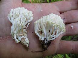 Leading nameko mushroom sellers bring them to you right from farmers. Is This White Coral Edible Identifying Mushrooms Wild Mushroom Hunting