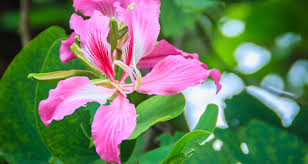 Se hai intenzione di usare una di queste immagini per scopo commerciale. Bauhinia L Albero Orchidea Tutti I Segreti Per Coltivarlo Al Meglio