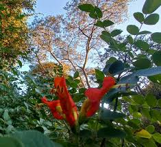 Image result for Tecomaria nyassae