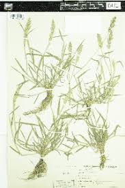 Image result for Agrostis quinqueseta