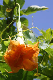 Herrenhauser Garten Angel Trumpet Plant Angel Plant Angel Flowers