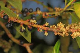 Image result for Rapanea