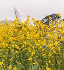 Check spelling or type a new query. 5 Wildflower And Flower Fields In The Bay Area A Charming Escape