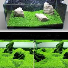 Glossostigma Aquarium Carpet Plant Seeds Perfect For Dry Starting An Aquarium And Getting The Perfect Carpet Planted Aquarium Fish Tank Plants Aquarium Grass