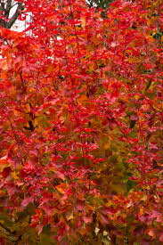 Autumn Blaze Maple Monrovia Autumn Blaze Maple