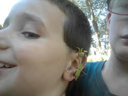 Kids save praying mantis from dog attack in Indiana