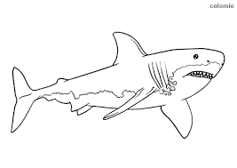 Can you give it some color? Sharks Coloring Pages Free Printable Shark Coloring Sheets