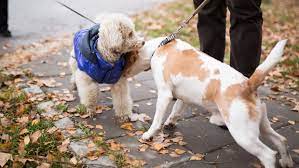 Check spelling or type a new query. Introducing Your New Dog To Your Other Dogs The Humane Society Of The United States