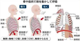 胸の筋肉のしこりは呼吸障害を起こす walk in the spirit 楽天ブログ 胸の筋肉 筋肉 筋肉解剖学