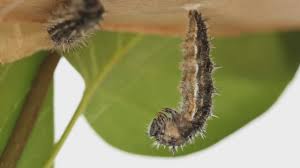 We did not find results for: Caterpillar To Butterfly Youtube
