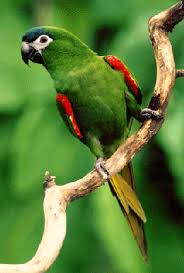We did not find results for: A Hahn S Macaw You Would Not Believe How Noisy They Are Pet Birds Macaw Macaw Parrot