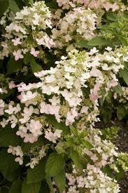 Image result for Gaertnera paniculata