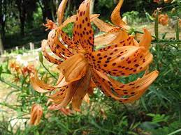 Bakung putih atau bakung (crinum asiaticum). Kumpulan Gambar Bunga Bakung Lily Terindah Alamendah S Blog