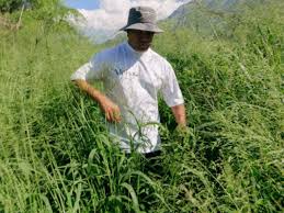 打球は深いブッシュへ！ハワイ育ちのゴルフウエアはリゾートコースで本領を発揮する | EVEN