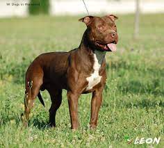 leon from italy ukc american pitbull terrier puppy american pitbull terrier pitbull terrier