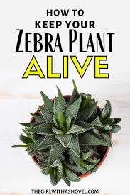 Zebra Plant Succulent Care Tips Zebra Plant Plant Care Common Garden Plants