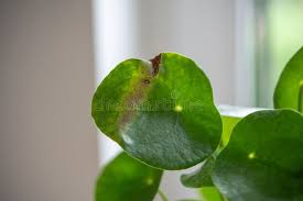 Image result for Pilea bambuseti
