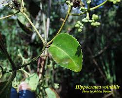 Image result for Hippocratea