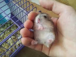 Hamster Disi Mi Erkek Mi Cinsiyeti Nasil Anlasilir Hayvanlar Nasil