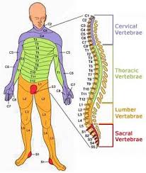 Definite Thoracic Dermatome Map Dermatomal Map Dermatome Map