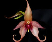 Image result for Bulbophyllum cochleatum