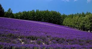 Tomita Lavender Fields Lavender Fields Lavender Plant Lavender