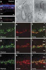 Pikachurin, a dystroglycan ligand, is essential for photoreceptor ribbon  synapse formation | Nature Neuroscience