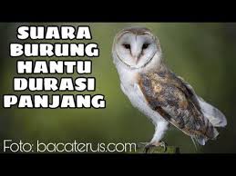 The grudge berfokus pada kisah rika sebagai petugas pusat kesejahteraan sosial di jepang. Pin Di Gacorkeun