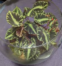 Image result for Begonia longipetiolata