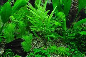 My 180 Litre Juwel Aquarium Animals And Pets Aquarium Pets