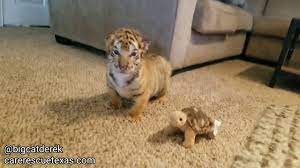 Tiger cubs or baby tiger are such cute baby animals. Baby Tigers Watc 520 Youtube