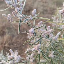 Image result for Crotalaria torrei