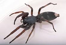 Die tiere sind nicht aggressiv, sondern verteidigen sich nur im notfall. Giftspinnen Wikipedia