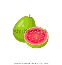 Summer Tropical Fruits For Healthy Lifestyle Guava Whole Fruit And Half Vector Illustration Cartoon Flat Icon Is Tropical Fruits Tropicaux Image Vectorielle