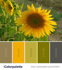 Color Palette Ideas From Flower Sunflower Yellow Image Decor Color Palette Sunflower Colors Color Palette Yellow