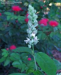 Image result for Justicia betonica