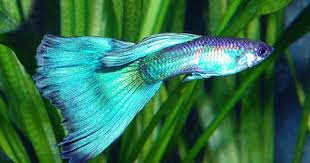 Metallic Blue Male Guppy Featured Item 10 09 Metallic Blue Male Guppy Fancy Fish Petfish Aquarium Freshwater Featureditem Guppy Fish Fish Guppy