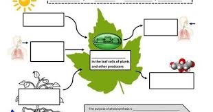 Graphic Notes To Help Students Master Photosynthesis And Cellular Respiration U Photosynthesis And Cellular Respiration Photosynthesis Worksheet Photosynthesis