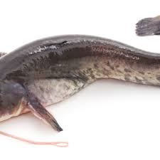 Ikan ini memiliki 10 ruas tulang punggung serta 3 ruas tulang dubur. Bintik Putih Di Daging Ikan Lele Bolehkah Dimakan