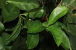 Image result for Craterispermum schweinfurthii