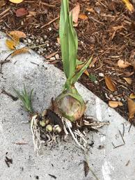 Image result for Eulophia