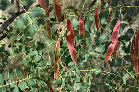 Image result for Albizia procera