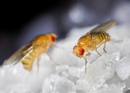 Fruit flies are often a major problem during the hot summer months. Fruit Flies How To Get Rid Of Fruit Flies Fruit Fly Infestations The Old Farmer S Almanac