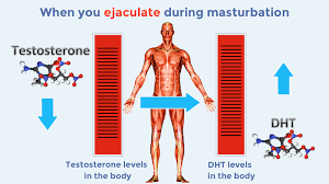 The follicle acts as a nutrient source of protein for each strand of hair. Does Masturbation Cause Hair Loss Endhairloss Eu