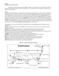 Types of energy color & learn visual notes for students with autism and special education needs. Arthropod Coloring Worksheet